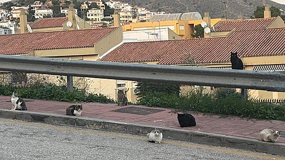 'Cooped up at home' by an 'out of control' cat colony in Rincón de la Victoria