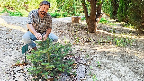 Forester assures that the Spanish fir tree is on the increase and 'is no longer in danger of extinction'