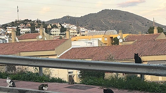 Rincón de la Victoria town hall to remove stray cats from residential areas around Calle Conchitina
