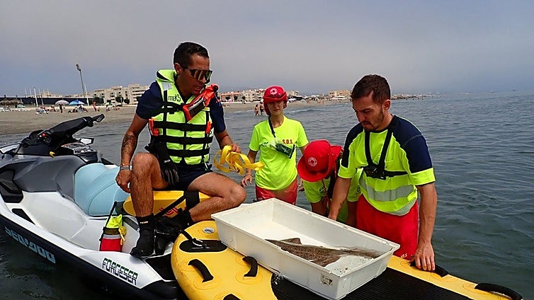 Angel shark freed after being caught in fishing gear on Cadiz coast