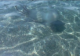 The jellyfish that appeared in Salobreña on Wednesday.