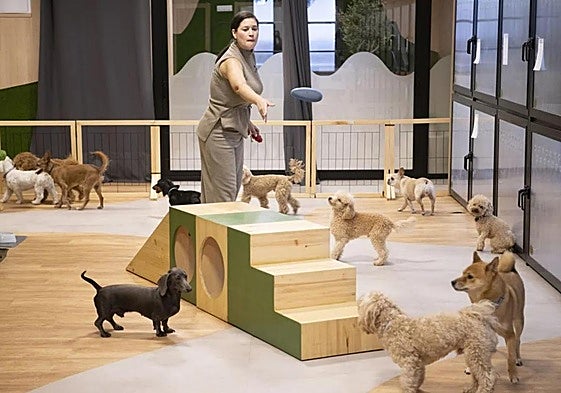 The canine hotel, which is located in the Retiro area of San Bernando.