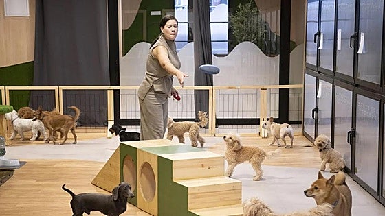 Dog hotels in Spain: the booming business enterprise that caters for leaving your pooch in the lap of luxury