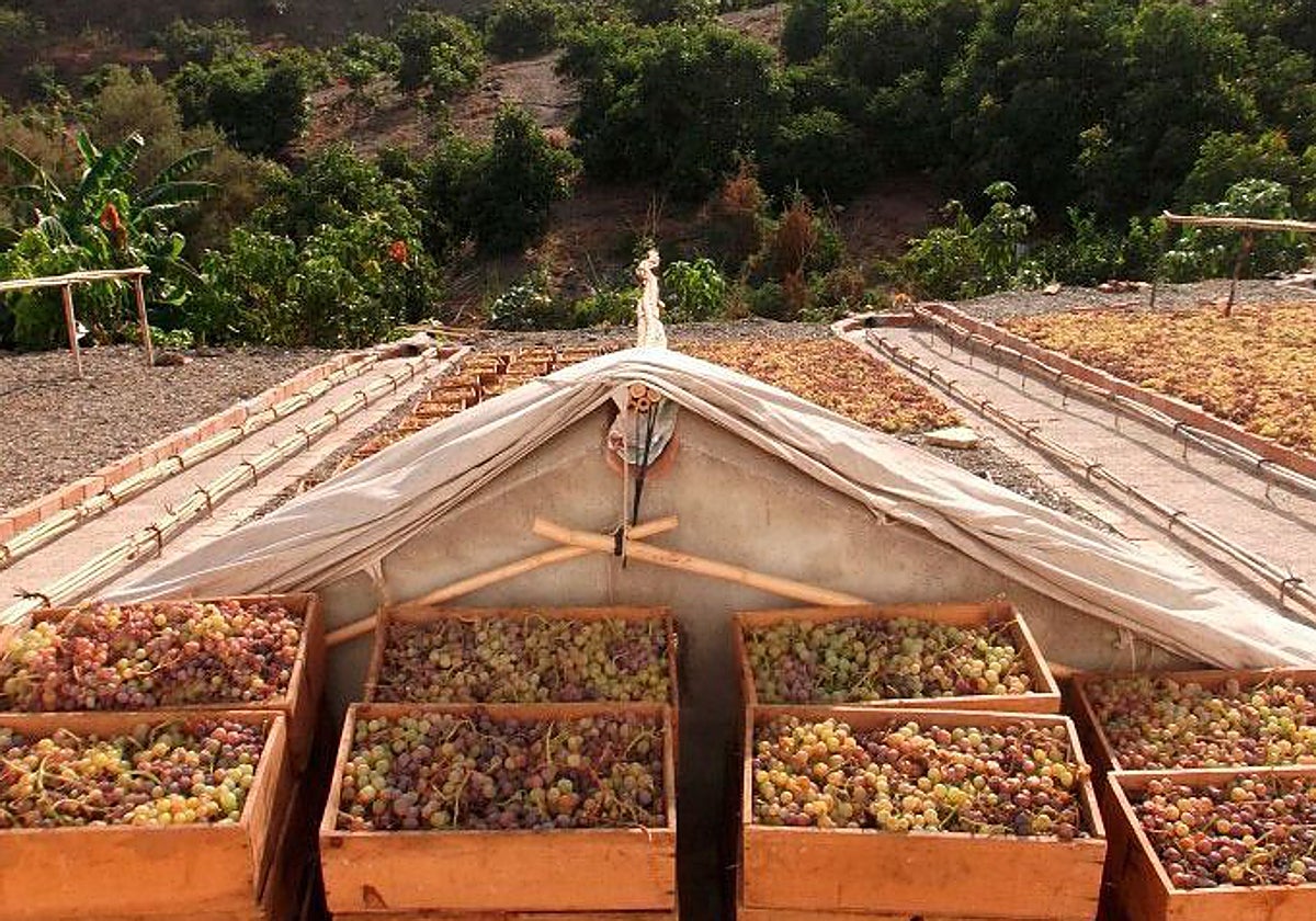Archive photo of a 'pasero' in the Axarquía.