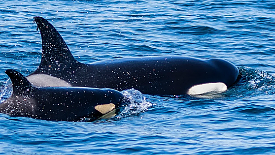 Protecting killer whales in the Strait of Gibraltar