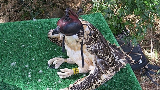 The osprey is soaring high again in southern Spain's Cadiz province thanks to a pioneering conservation programme