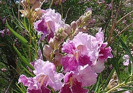 Chilopsis linearis.