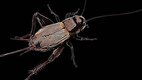 What's the temperature? Listen to the crickets