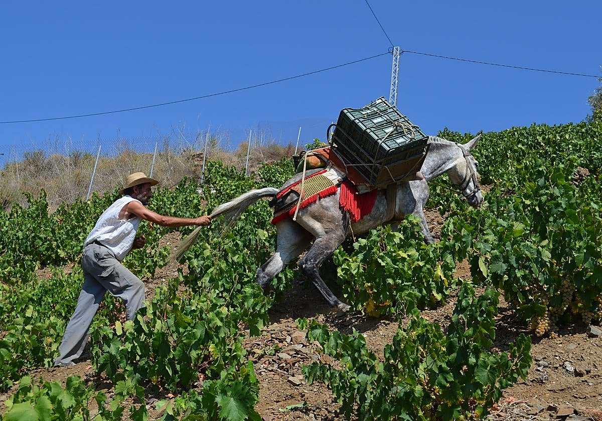 Harvesting grapes in the Axarquía.