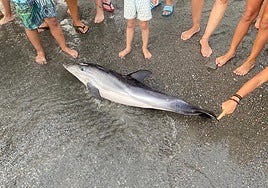 The dead baby dolphin was found on a beach in Salobreña.