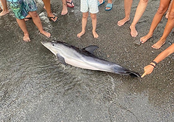 The dead baby dolphin was found on a beach in Salobreña.