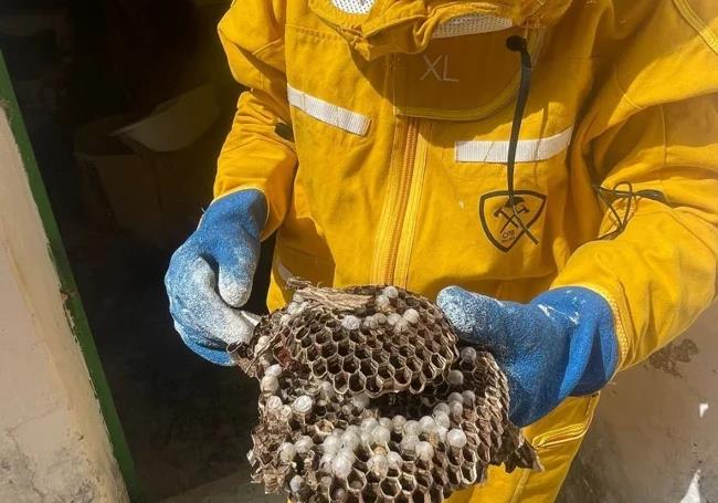 A firefighter from Malaga's CPB, wearing a special suit, shows off a recently removed nest.