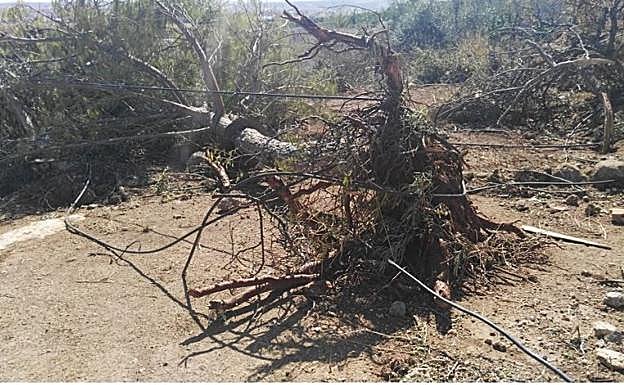 Tree uprooted by one of the tornadoes.