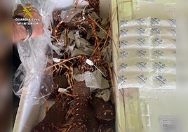 Box full of lobsters seized in Menorca.