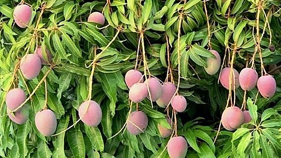 This is how much you can earn and how to apply for jobs packing mangoes on the Costa del Sol