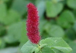 Acalypha pendula.