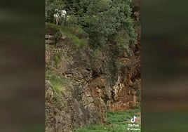 The wolf prowls around while visitors are in the enclosure.