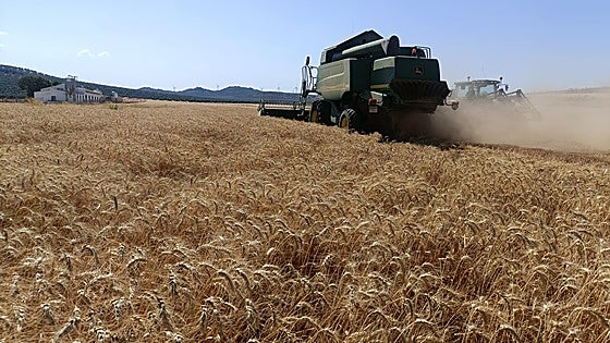 Bumper cereal harvest in Malaga province is hit by low prices and high production costs