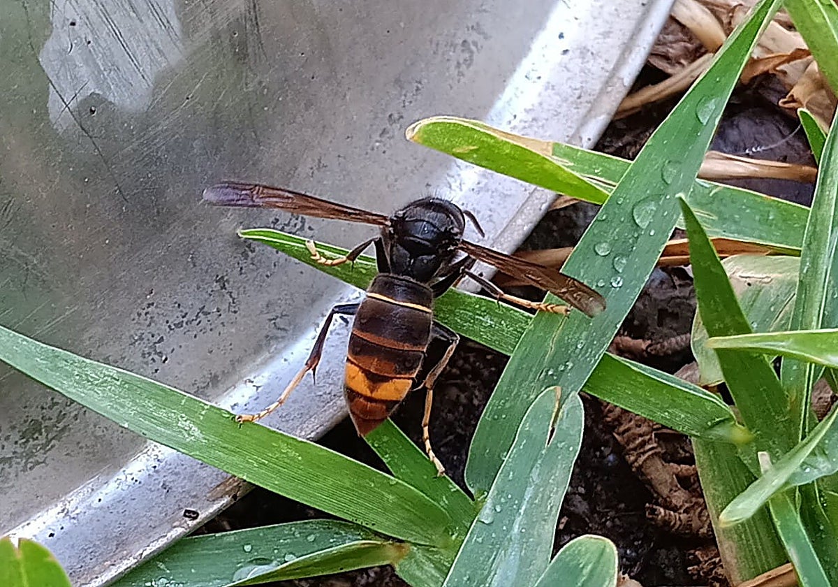 First specimen recorded of the Asian hornet or velutine wasp in Malaga.