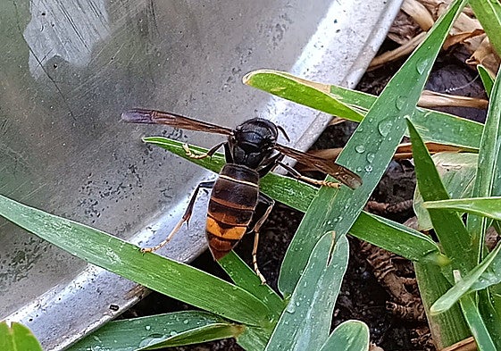 First specimen recorded of the Asian hornet or velutine wasp in Malaga.
