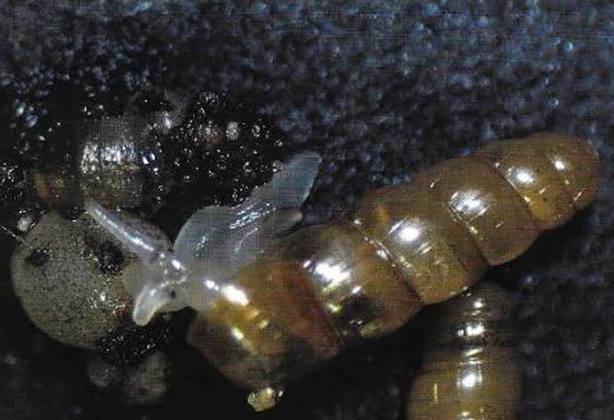 Acicula norrisi