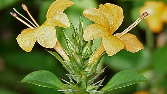 Gardening in southern Spain: Porcupine flower