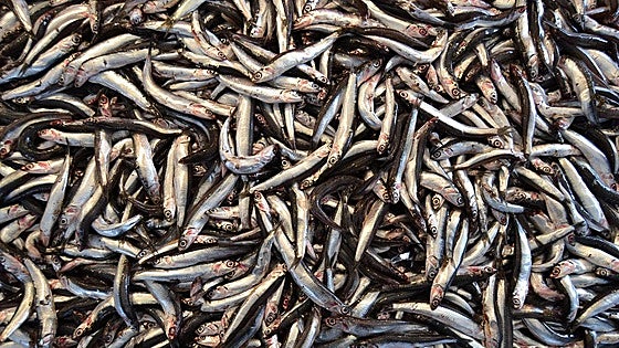 Cooking demonstrations and tastings on offer at Costa del Sol anchovy festival