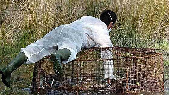 Major bird flu outbreak declared at poultry farm in southern Spain's Andalucía region
