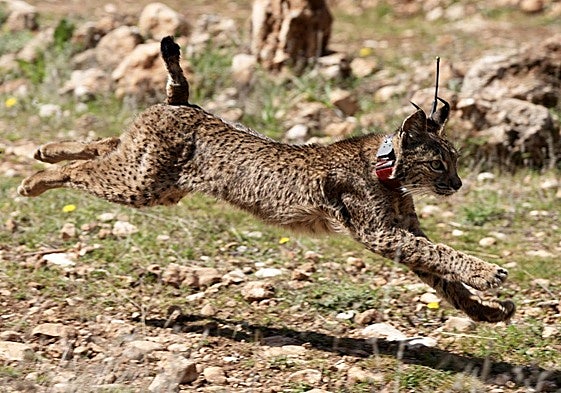 Town hall issues warning to pet owners, especially dog walkers, after rare Iberian lynx spotted in Cáceres