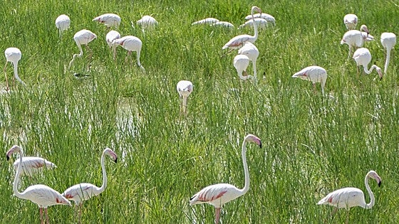 Junta activates prevention protocol for wild birds due to risk of avian flu in Spain's Doñana national park