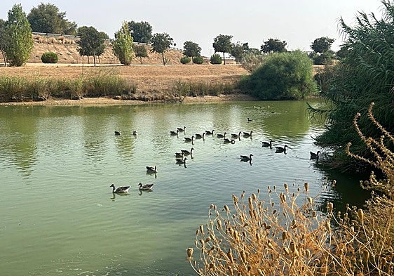 New outbreak of bird flu detected in Andalucía region of southern Spain