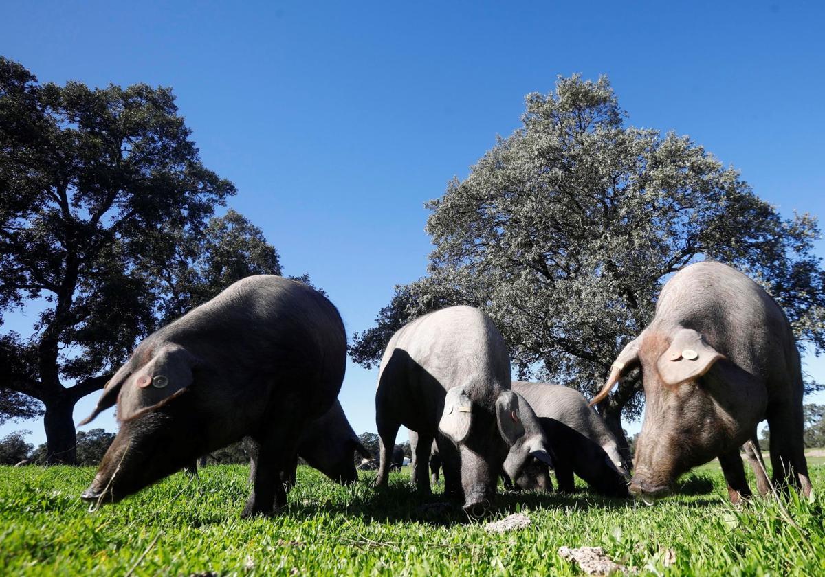 Iberian pigs eating acorns from holm oaks in the green pastures of Los Pedroches Valley.