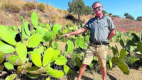 Malaga province enjoys 'best season in living memory' for prickly pears