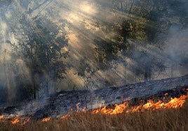 Forest fire, Spain