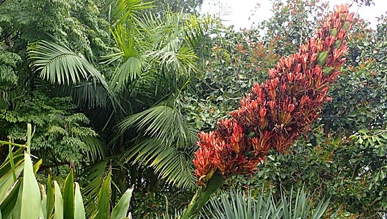 Gardening in southern Spain: Gymea lily