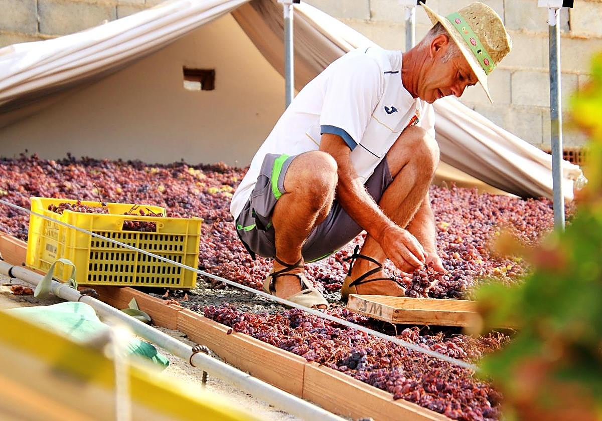 Paco inside a 'pasero'selecting dried raisins.