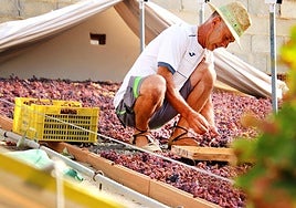 Paco inside a 'pasero'selecting dried raisins.