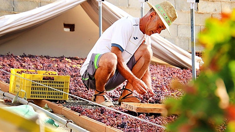 Reasons to love the raisins of the Axarquía to the east of Malaga province