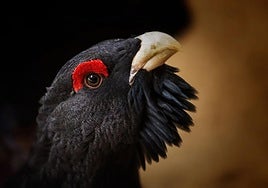 A capercaillie (Tetrao urogallus).