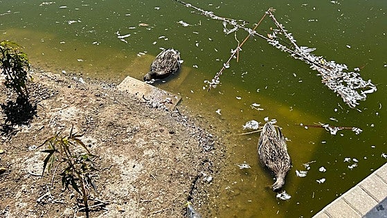 Newcastle disease and not bird flu killed wildlife in Malaga park