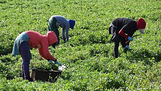 Andalucía public prosecutor's office highlights increase in work-related accidents in agriculture and construction sectors in last year