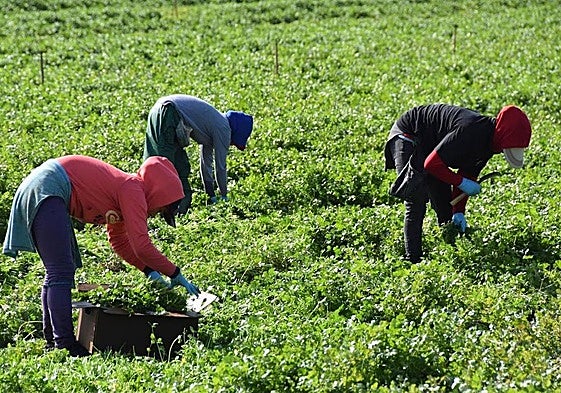 Andalucía public prosecutor's office highlights increase in work-related accidents in agriculture and construction sectors in last year