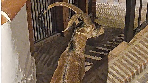 Watch the nocturnal mountain goats that have taken a shine to inland Malaga province village