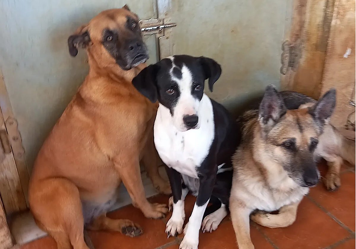 The shelter urgently needs to find homes for around 80 dogs.