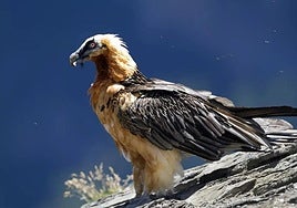 The 'quebrantahuesos', or bearded vulture