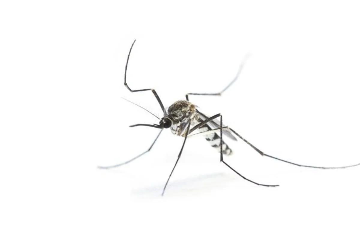 The tiger mosquito (Aedes albopictus), carrier of the West Nile Virus.