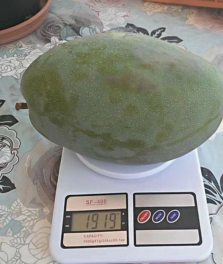 Imagen secundaria 2 - Some of the images of giant mangoes posted on social media.