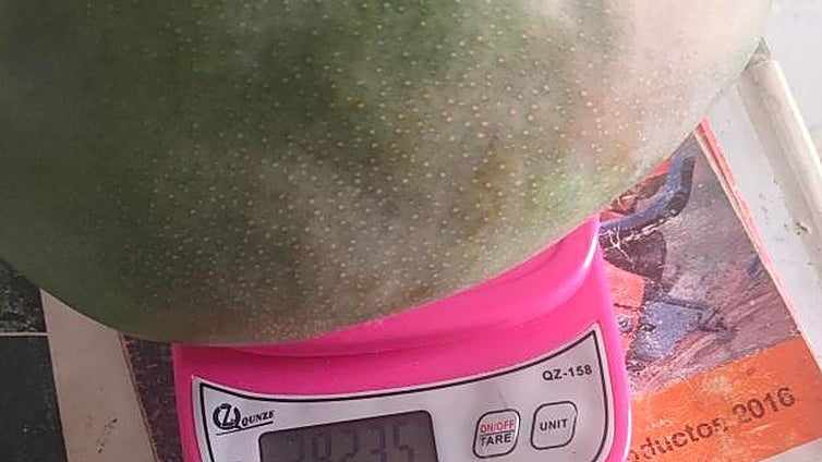 Malaga province growers show off their whopping mangoes