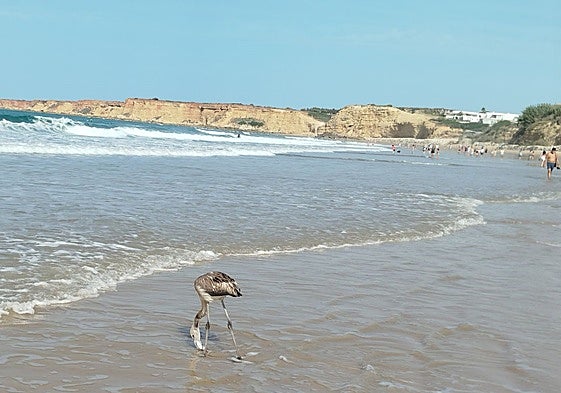 Fledgling flamingo takes bathers by surprise on a Costa de la Luz beach