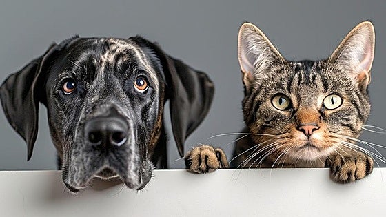 Tax payers in Andalucía will be able to deduct veterinary expenses for their pets from next year